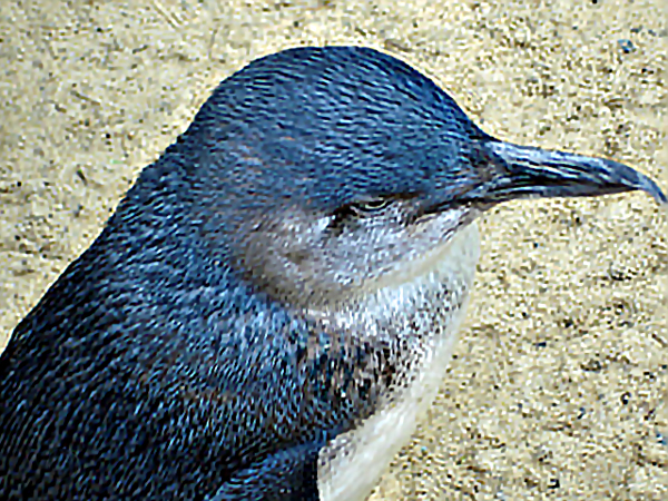 The Fairy Penguin