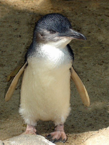 The Fairy Penguin
