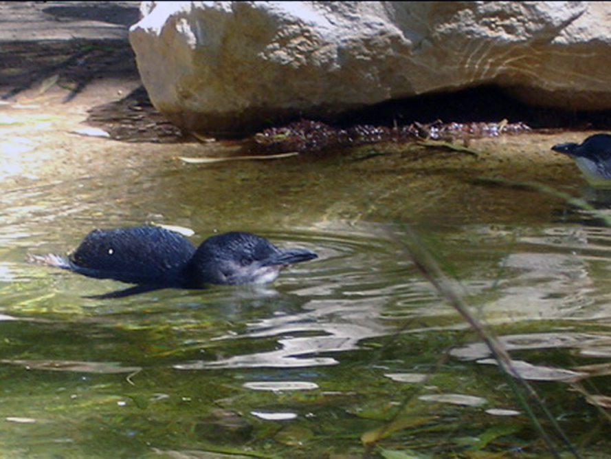 The Fairy Penguin swimming