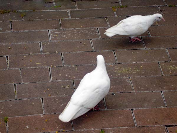 birds at Warrook Farm
