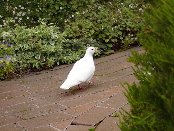 bird at Warrook Farm