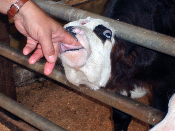 fingers in a calf's mouth