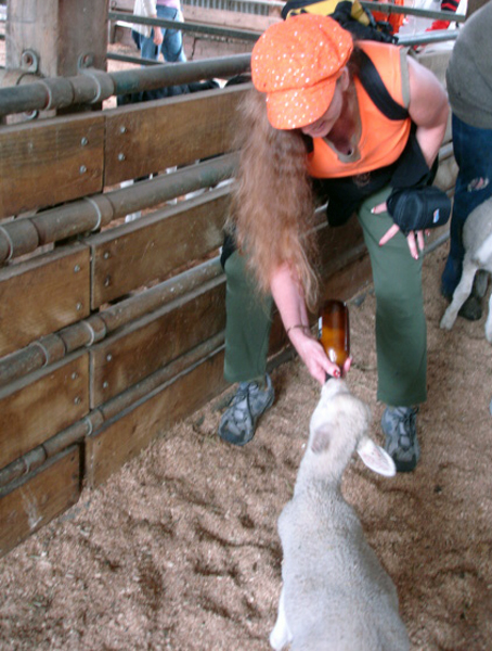 Karen Duquette feedin a sheep