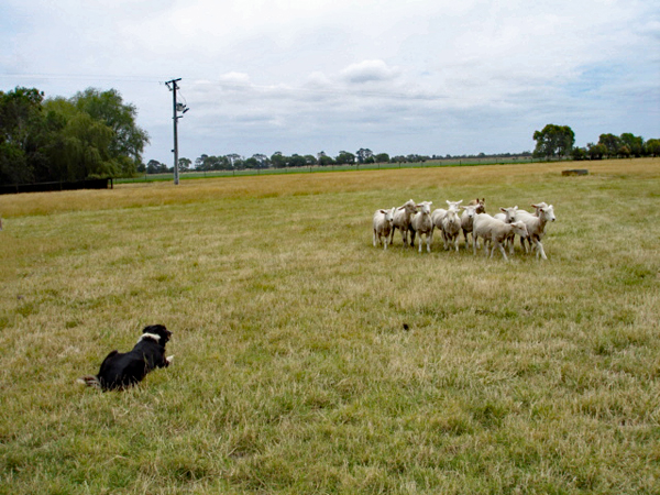 Dog hearding the sheep