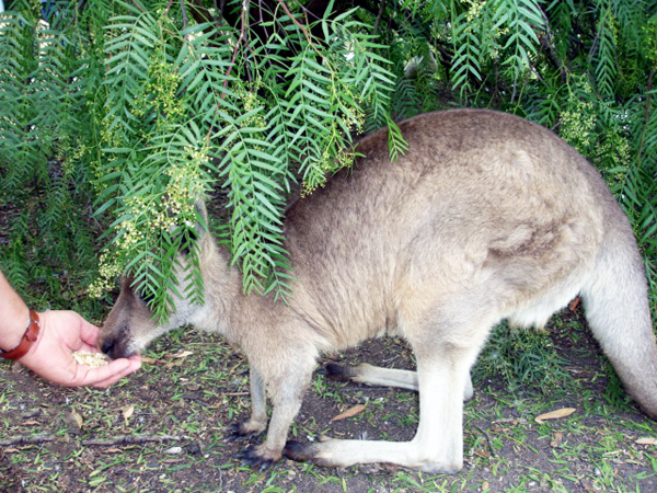 Lee Duquette feeding a kangaroo