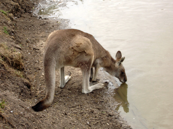 Lee Duquette feeding a kangaroo getting a drink of wter