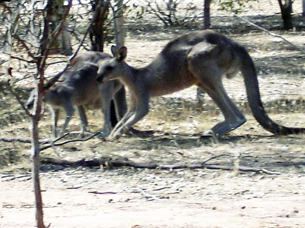 wild kangaroo