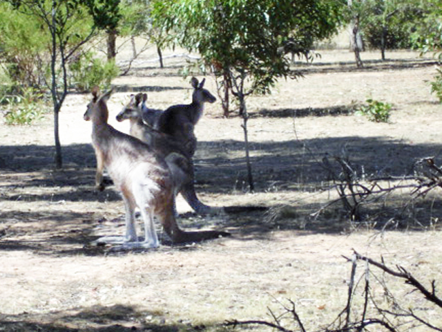 wild kangaroo