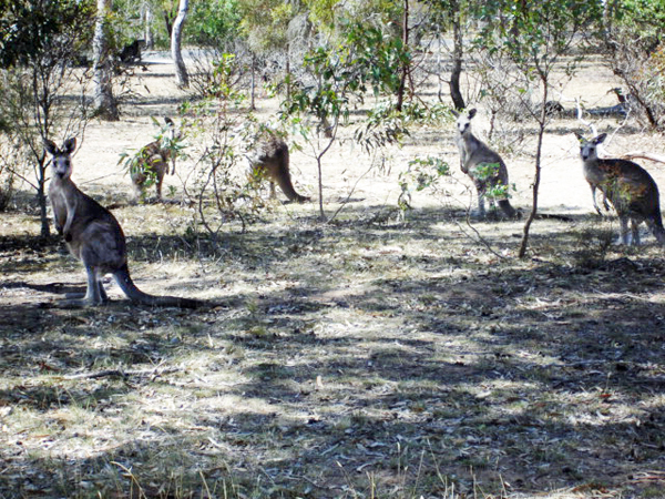 wild kangaroo