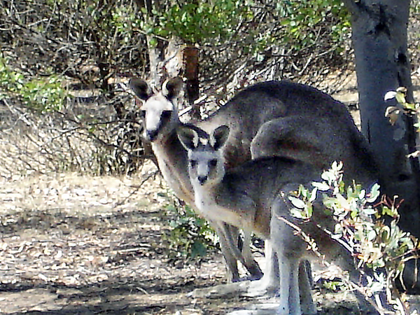 wild kangaroo