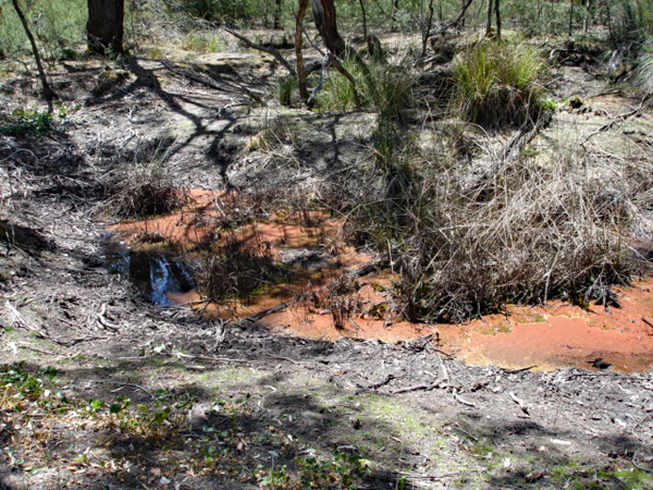 wild life tour in Australia