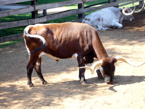 cattle in Fort Worth TX