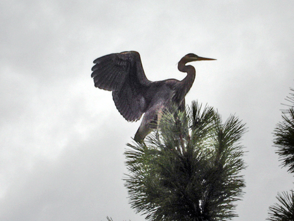 bird in a tree