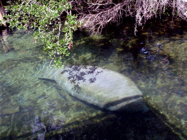 manatee