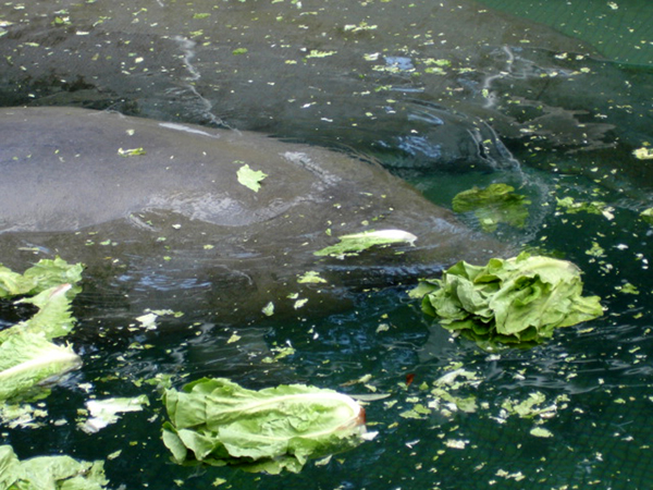 manatee