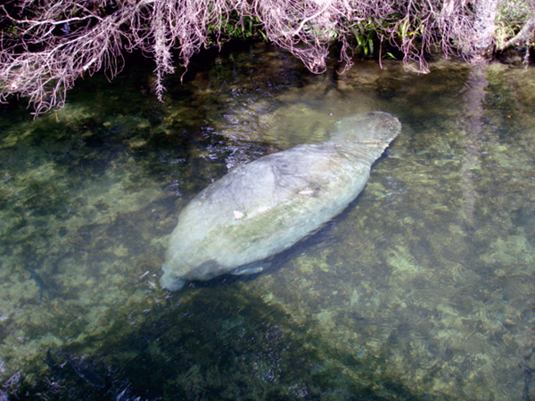 a manatee