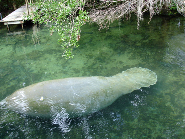 manatee