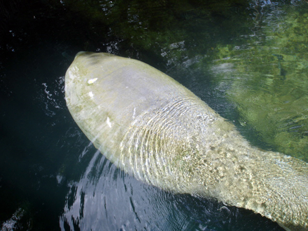 manatee