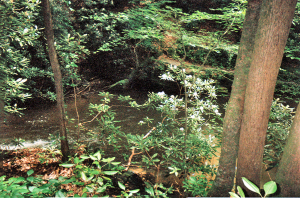 a view of the creek