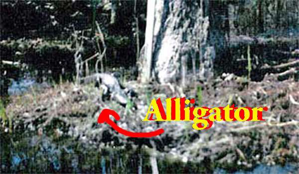 Alligator