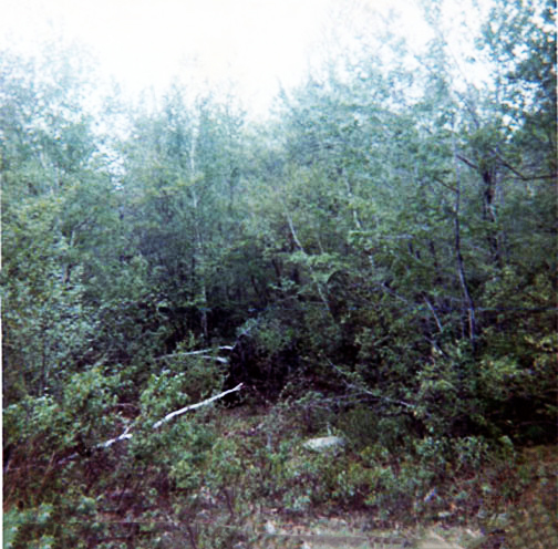 woods at the Terryville lo