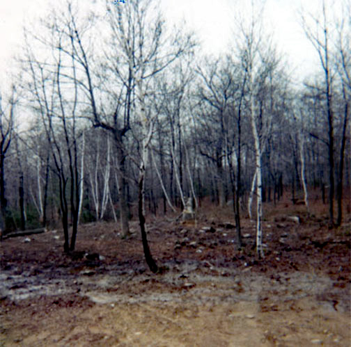 Woods on the side of where the house will be