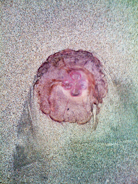 jellyfish