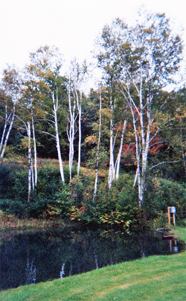 fall colors in Vermont 2000