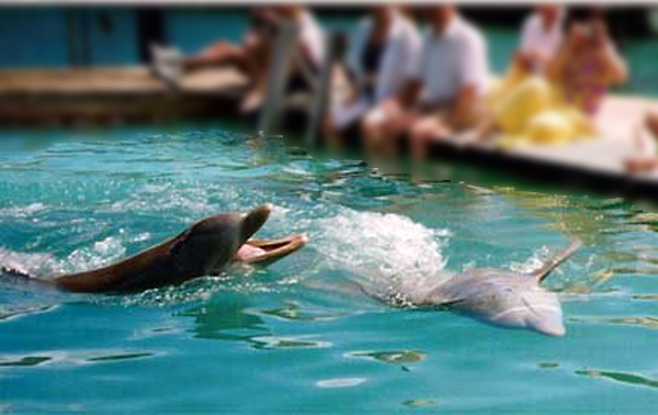 The Dolphin Close Encounter Experience