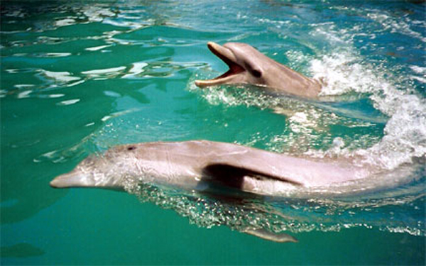 The Dolphin Close Encounter Experience