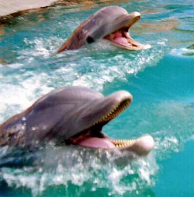 The Dolphin Close Encounter Experience