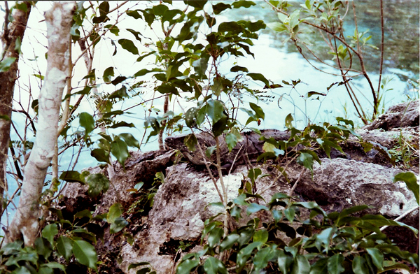 CHANKANAAB PARK in COZUMEL