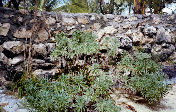 Sea lavender