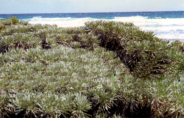 Sea lavender