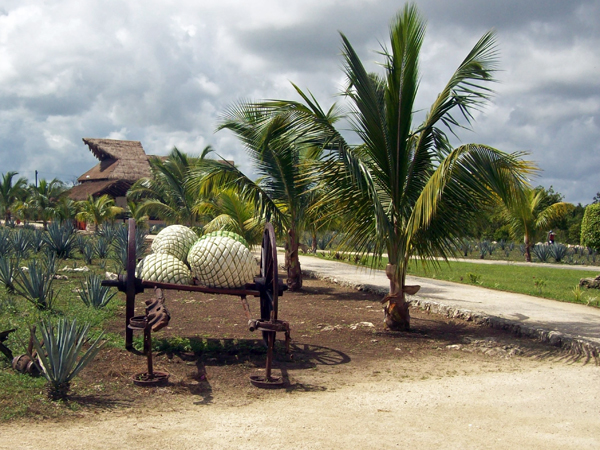 pineapple field