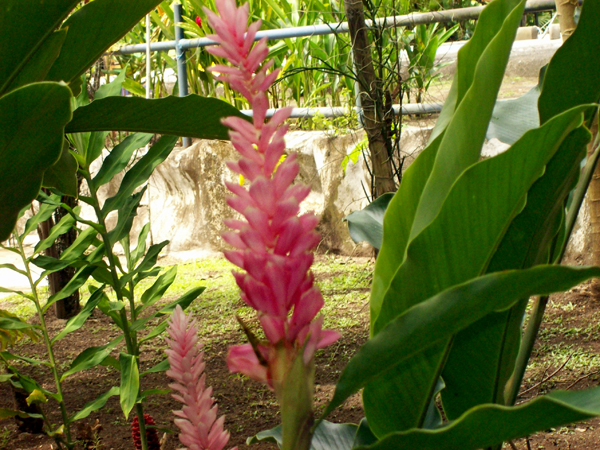 flowers in Limon