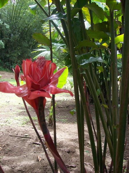 flower in Limon