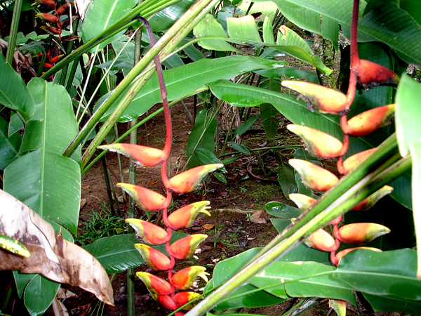 flowers in Limon