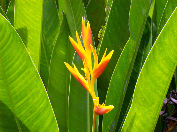 flower in Limon