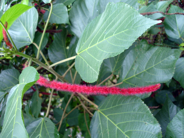 flower in Limon