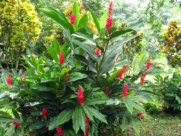 flowers in Limon