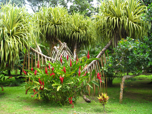 flowers in Limon