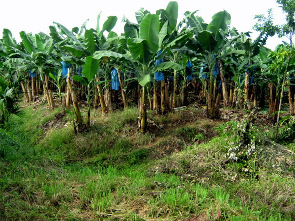 bananas hanging on trees