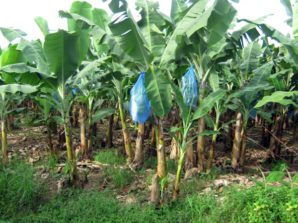 bananas hanging on tree