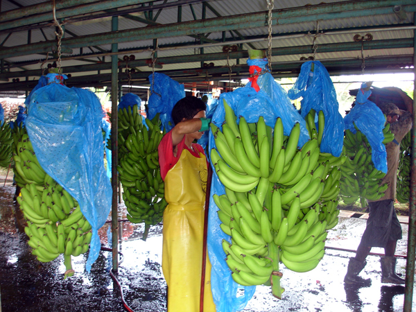 bananas hanging in the Processing area