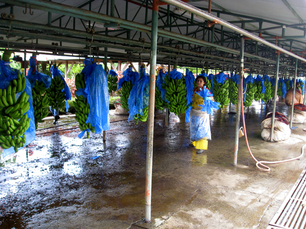 bananas hanging in the Processing area