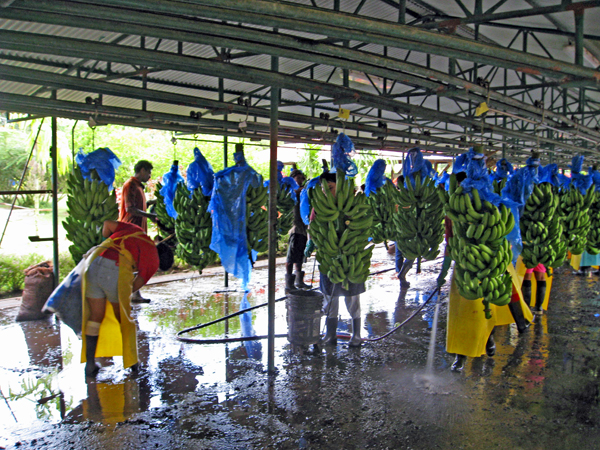 workers and bananas