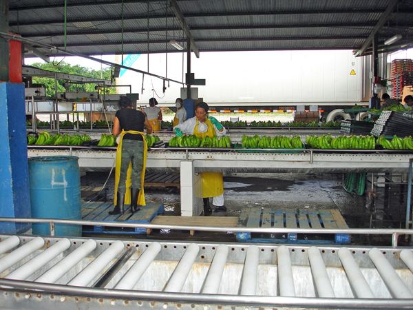 workers checking the bananas