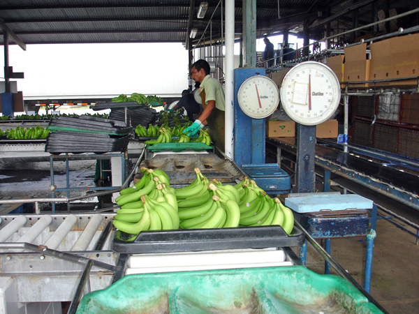 weighing the bananas