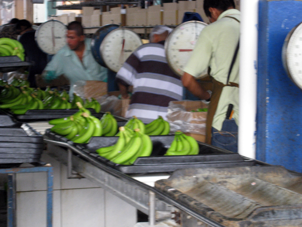 weighing the bananas